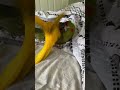 Parrots wrestling like puppies