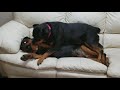 Fiona dominating Rocky the Rottweiler.