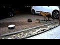 Urban foxes: Get out of the darn bowl