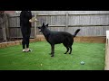 Black German Shepherd Tricks