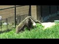 Anteater at the Richmond Metro Zoo:  4-22-2024