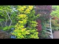 My potted Japanese maple and dwarf conifer garden - Amazing Maples