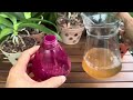 Try this very easy thing now! Orchids revive quickly and bloom all year round