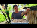 [DAING NA BANGUS] Prepared 160 pieces Of Daing Baby Bangus For Everyone | Iligan City