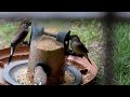Grey Langoor in backyard / Relaxing Nature videos / Monkey videos / Grey Langur in house garden