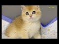 Cat playing Compilation🐱ASMR #video #viral #cat