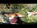 Wild Trout Fishing at Upper Kern River, above the Johnsondale Bridge [4K]