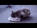 Cat Eats Food #cat #catlover #catvideo #cats #catvideos