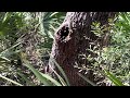 Bee hive in the Ocala National Forest