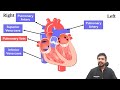 Cardiovascular System Anatomy and Physiology in Hindi, Heart Blood Flow, Chambers of Heart, Etc.