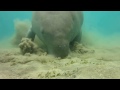 Dugong dugon(sea cow) digging sea grass