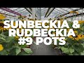 Rudbeckia, Sunbeckia, Millet, Ornamental Peppers, Basil, WA 8.9.24