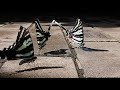 Zebra Swallowtail Butterflies