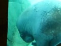 Walrus pleasures himself