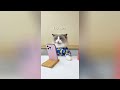 That Little Puff 😻 Cats Make Food 😻 TikTok Compilation 2024 #121