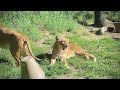 Lioness tries to wake up her tired and cranky sister! - (4K 60FPS)