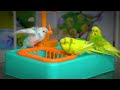 Budgie Sounds  Bathing  Singing  Chirping  Funny Bird