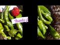 Pimientos Orgánicos en Maceta - Como Plantar Pimientos -Organic Potted Peppers - Harvesting Time