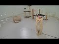 🙀 The Most Adorable and Funny Pet Moments Ever 😹 Funny Animal Moments 2024 😆❤️