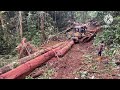 Amazing skills operator bulldozer and excavator pulling logs