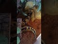 Ball Pythons don't like change