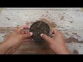 Simple method to grow Aralia plant | How to grow Aralia plant from cuttings