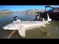 The BIGGEST FRESHWATER FISH CAUGHT ON YOUTUBE?! (600 LBS)