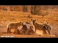 4K African Animals: Simien Mountains National Park - Relaxation Film With Real Sounds