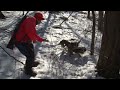 Rabbit Hunting with beagles