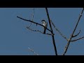 Kingbird, Mud Lake