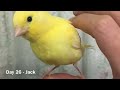 Canary Chicks Growth From Day 1 To Day 35