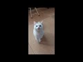 😂 Funniest Cats and Dogs Videos 😺🐶 || 🥰😹 Hilarious Animal Compilation №393