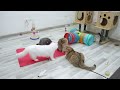 New Funny Cats and Dogs Videos 😻🐶 Funniest Animals 😆 Part 13