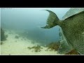 GaiaCam - Gibraltar ReefCam 5 31 2020  Trigger Fish Makes An Appearance