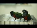 Crimson Bellied Conure - Alpha & Beta Tamed﻿ in a Week