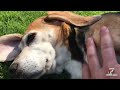 Funny Beagle Party Compilation with Beagles Louie & Marie