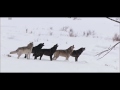 Wolf Pack vs 2 coyotes
