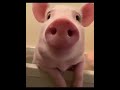 OMG this pig is so cute🐷#pig #pet #cutepets