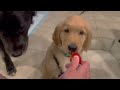 The Antics of a Golden Retriever Puppy