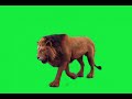 lion green screen video for video editing