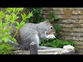 Close up of Squirrel Gnawing on Bark to File Down, Clean & Sharpen Teeth.