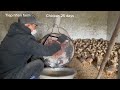 Full video on how to raise chickens from 1 day old to adulthood.