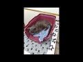 もじゃ猫の大切な思い出