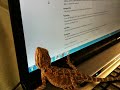 Bearded Dragon Trying to Eat a Moving Mouse