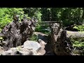 Hiking to Tamanawas Falls // Mt. Hood National Forest (Day Hike in Oregon)