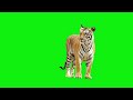 green screen tiger jump video #greenscreenvideo #freegreenscreen