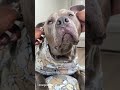 ASMR Dog Grooming Cleaning Paws, Ears & Moisturizing #viral #asmr #dogsoftiktok #pitbull #satisfying