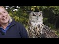 Meeting, Feeding & Flying Owls | Care of Magical Creatures