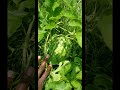 Watermelon Harvest!