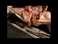 Fetal Pig Dissection Part 4- Urinary System